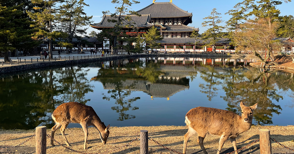 奈良の鹿